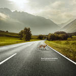 FINAL_BMW_FUCHS_RGB
