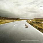 bmw_hase